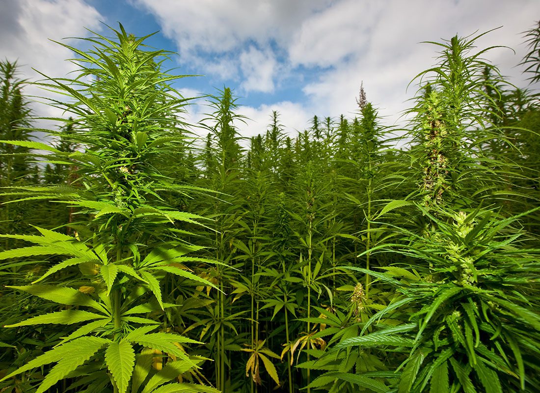 Cannabis Insurance - Field of Cannabis Plants on a Sunny Day