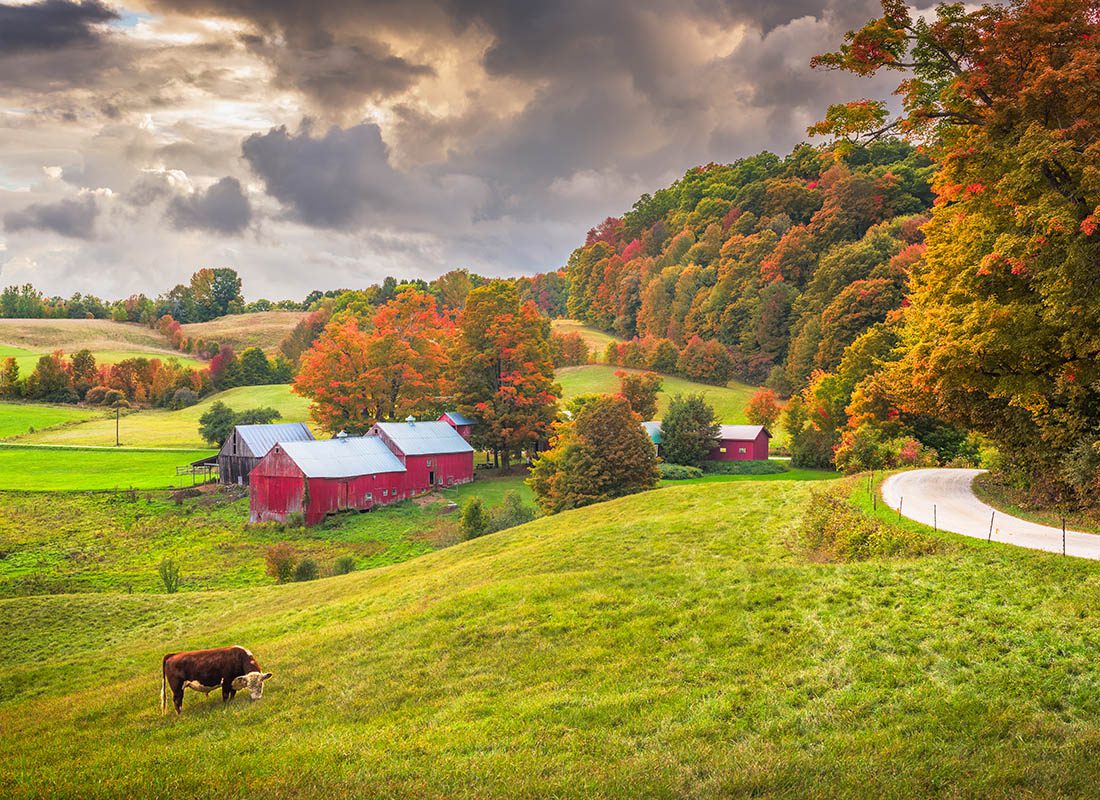 Insurance by Industry - Farmland in Vermont With a Cow Grazing on Grass